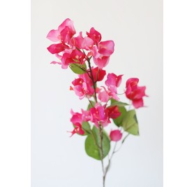 Bougainvillea